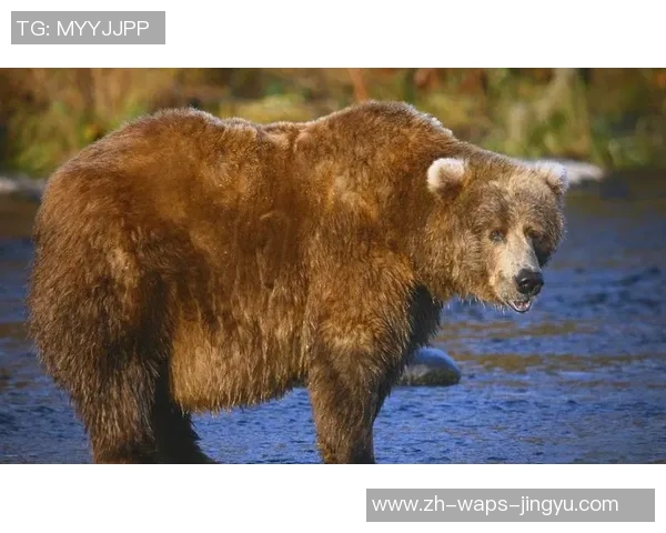 野牛与棕熊的生存之争谁才是草原之王的真正霸主